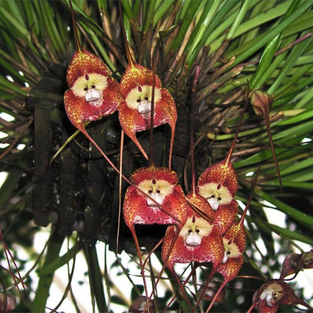 200 Seeds Monkey Face Orchid Seeds Dracula Cute Simia Flower