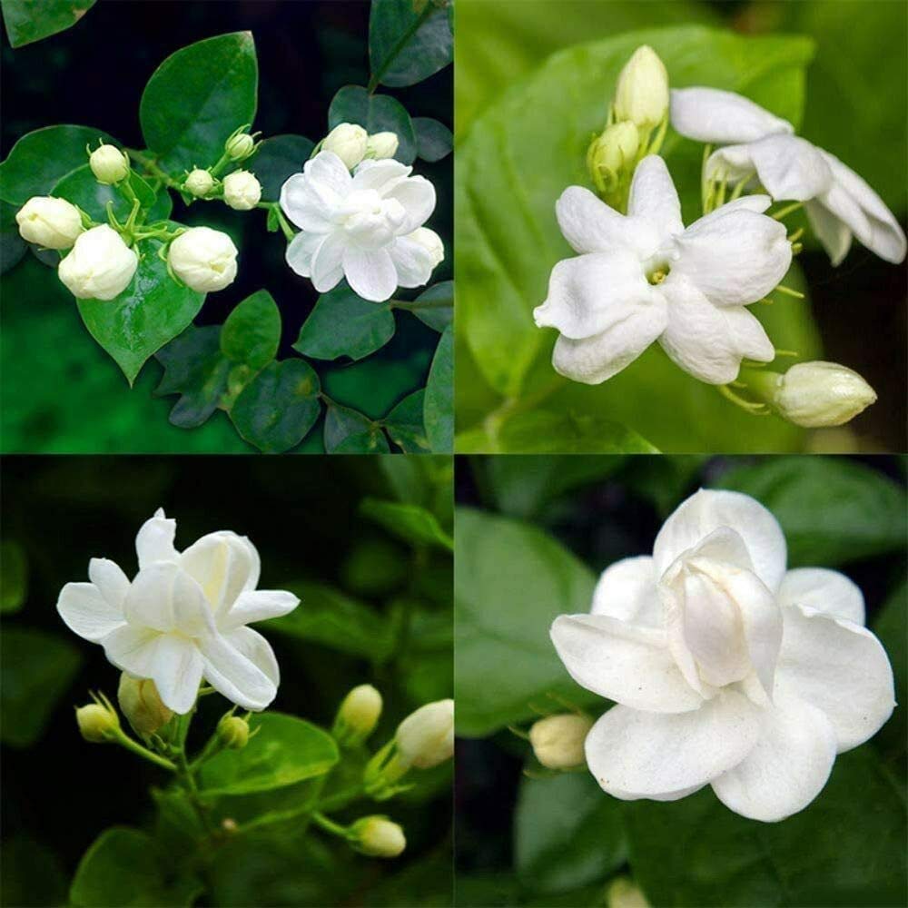 White Jasmine Seeds