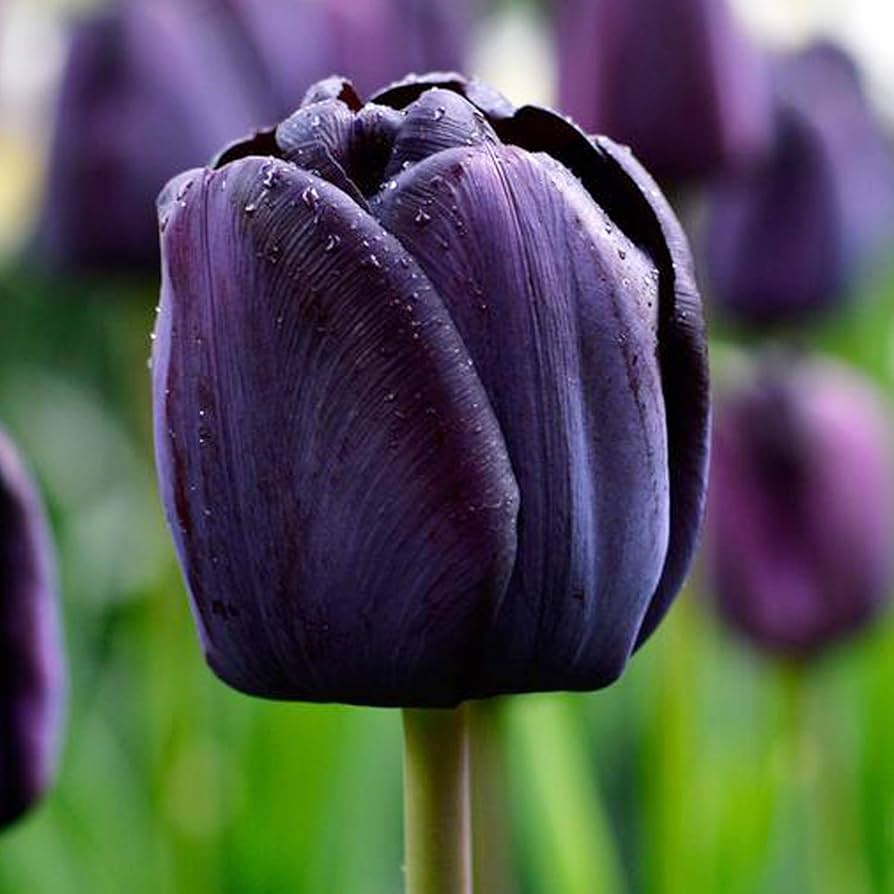 Queen of The Night Tulip Bulbs