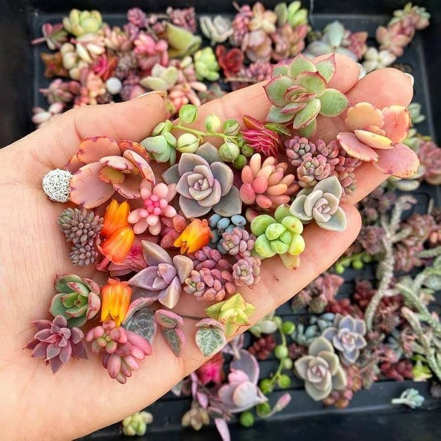 Rare Beautiful Mixed Mini Succulents Seeds