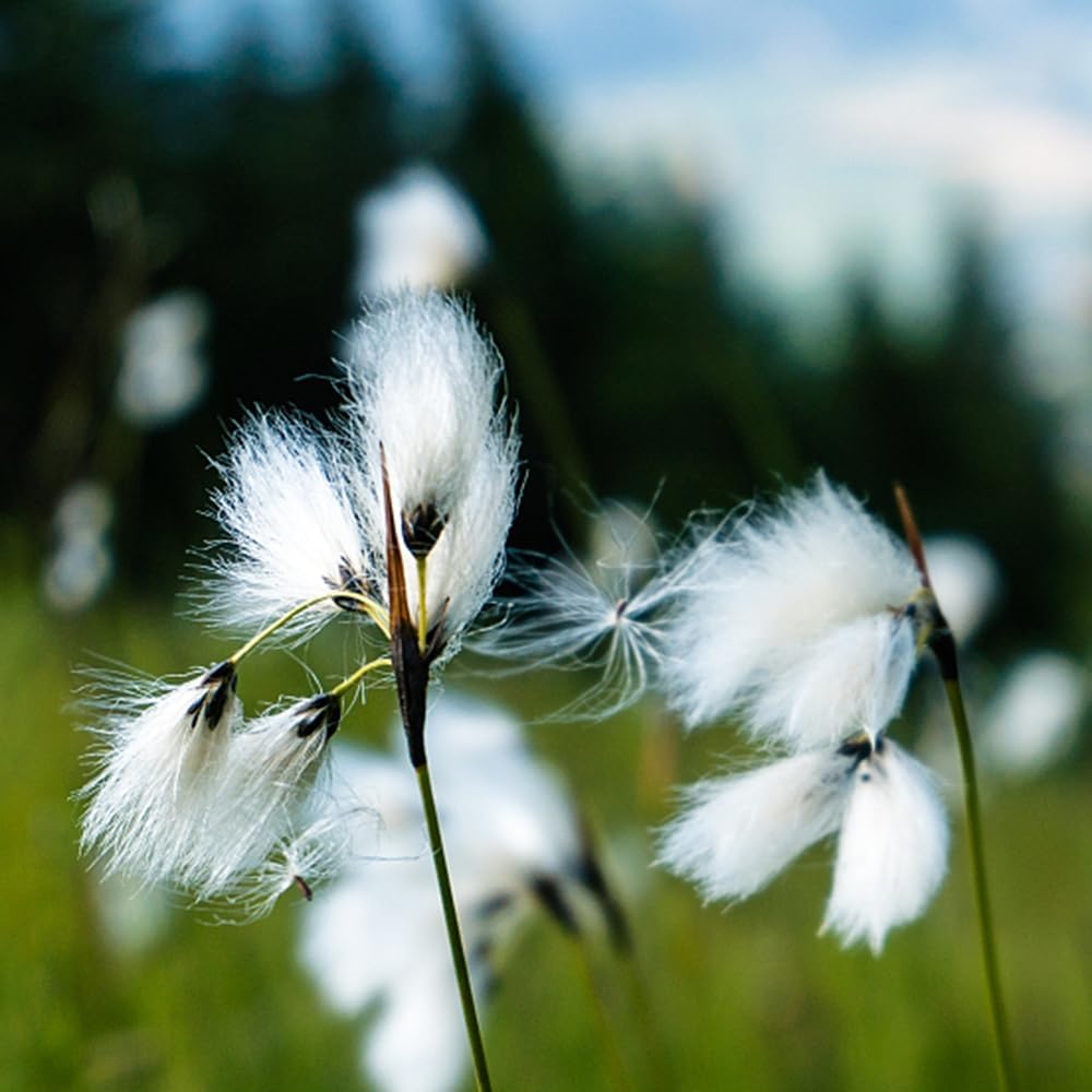 Eriophorum Vaginatum - Water Plants - Seeds