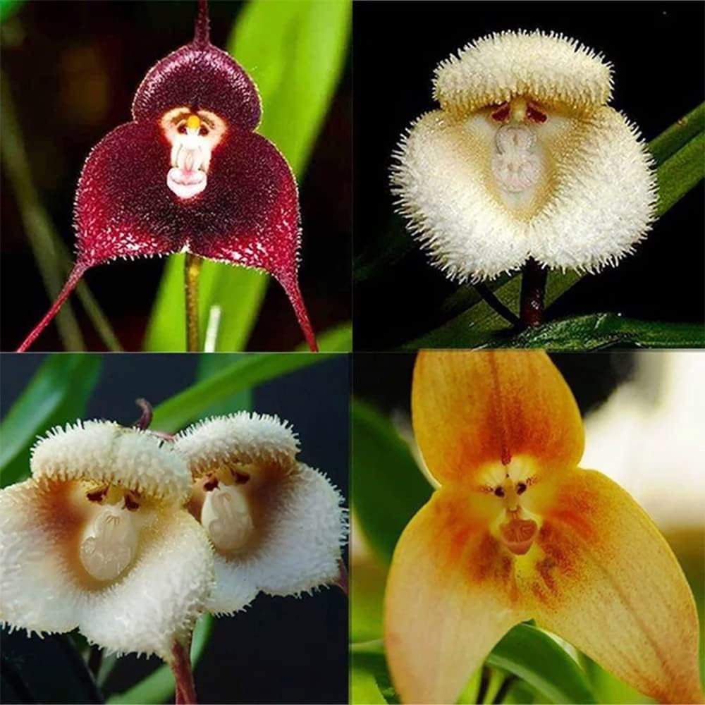 200 Seeds Monkey Face Orchid Seeds Dracula Cute Simia Flower