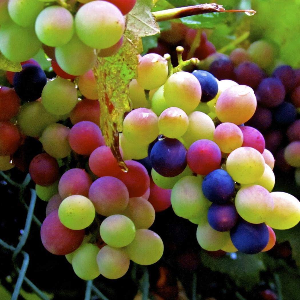 Rare Rainbow Hybrid Grape Organic