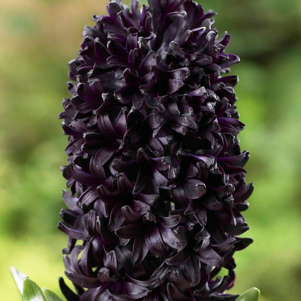 Hyacinth Seeds - Dark Dimension