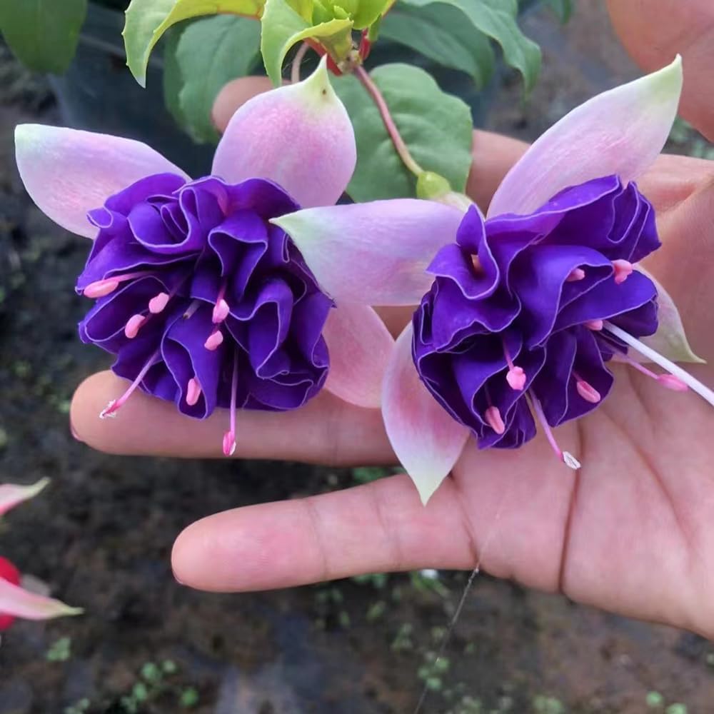 Deep Purple Fuchsia Seeds