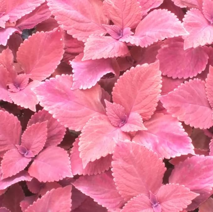 Coleus Seeds Soft Pink
