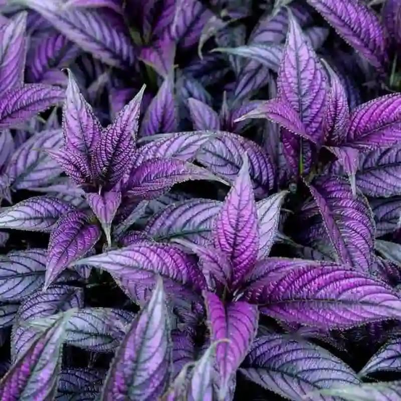 Coleus seeds Special Purple (20 Per Pack)