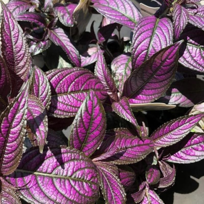 Coleus seeds Special Purple (20 Per Pack)
