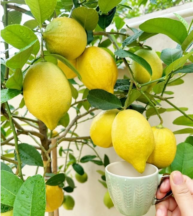 Perfume Lemon Seeds
