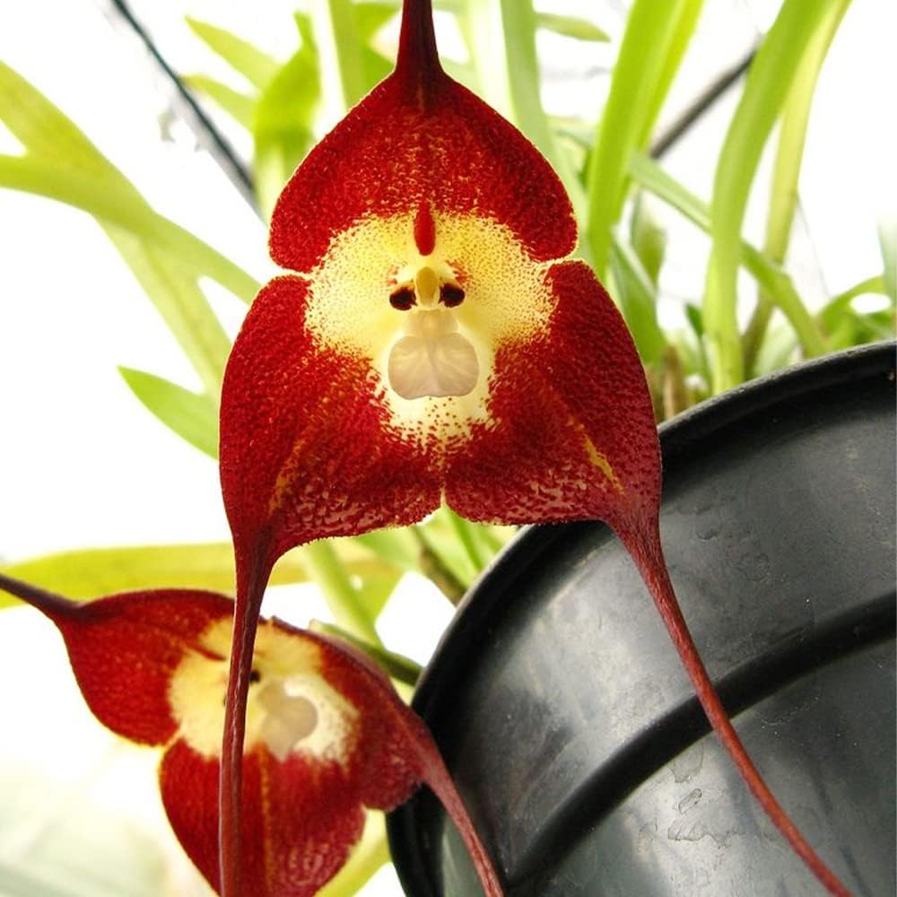 200 Seeds Monkey Face Orchid Seeds Dracula Cute Simia Flower