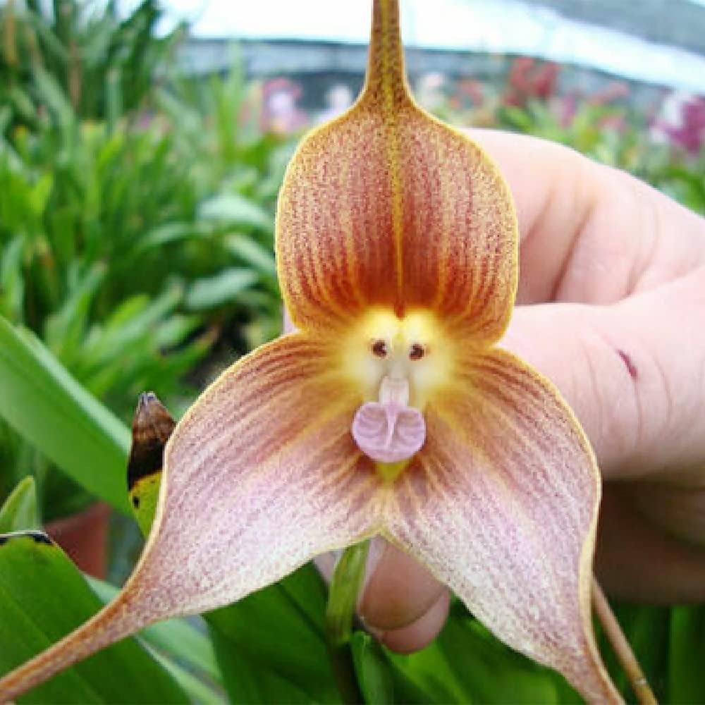200 Seeds Monkey Face Orchid Seeds Dracula Cute Simia Flower