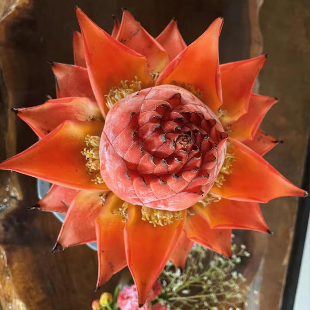 Golden Red Lotus Seeds: Embrace Tranquility with Every Bloom
