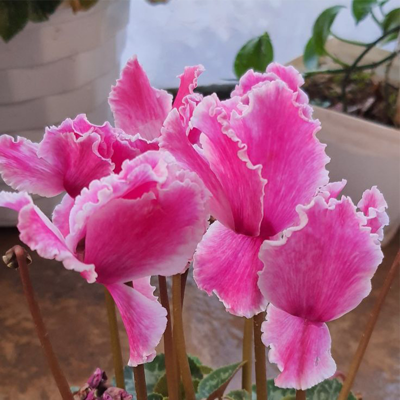 🩷Cyclamen Flower Perennial Flowering Plants Seeds