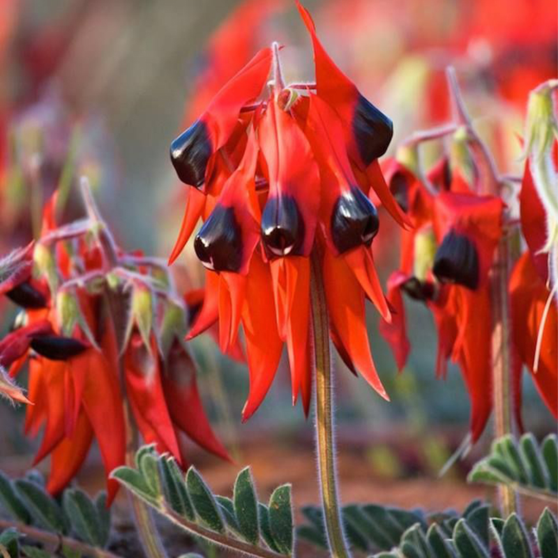 Sturt's Desert Pea Swainsona Formosa Australian Native