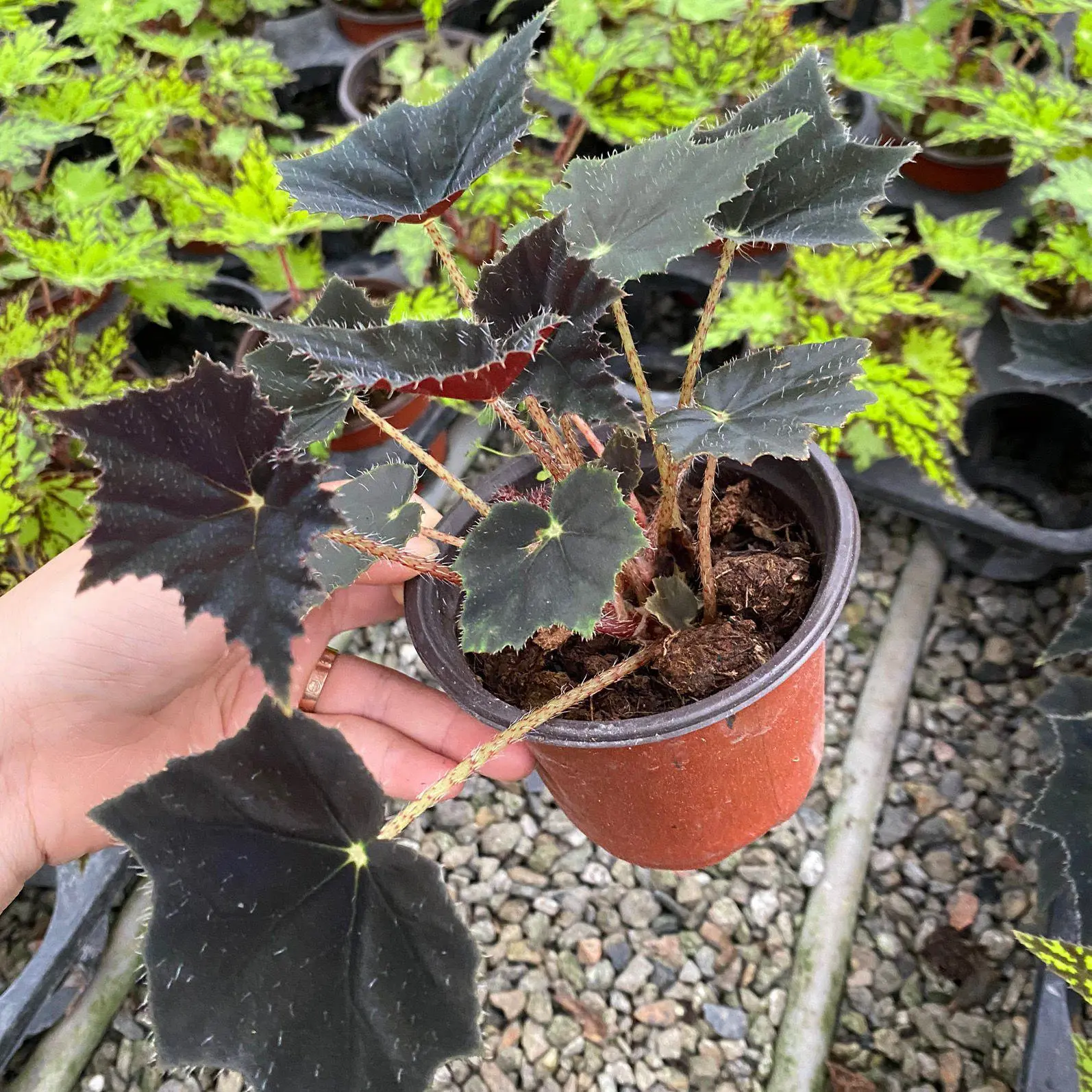 Blue Light Begonia Seeds