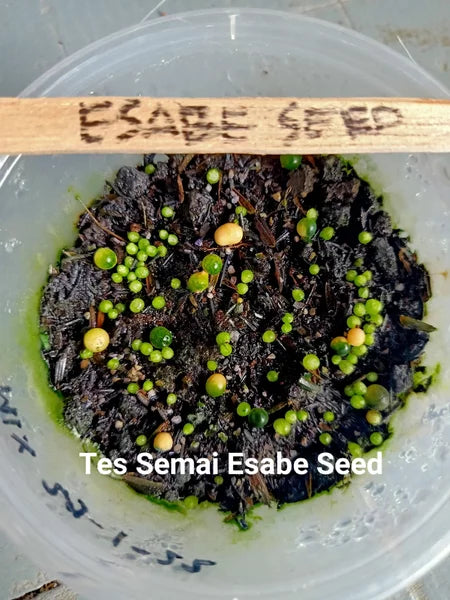 Benih Biji Succulent Blue Rabbit Sukulen Import