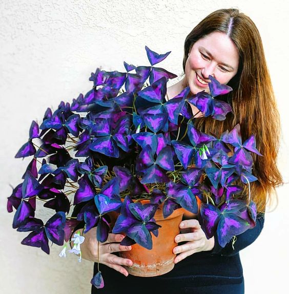 Moonlight Butterfly Purple Begonia  (Oxalis triangularis)