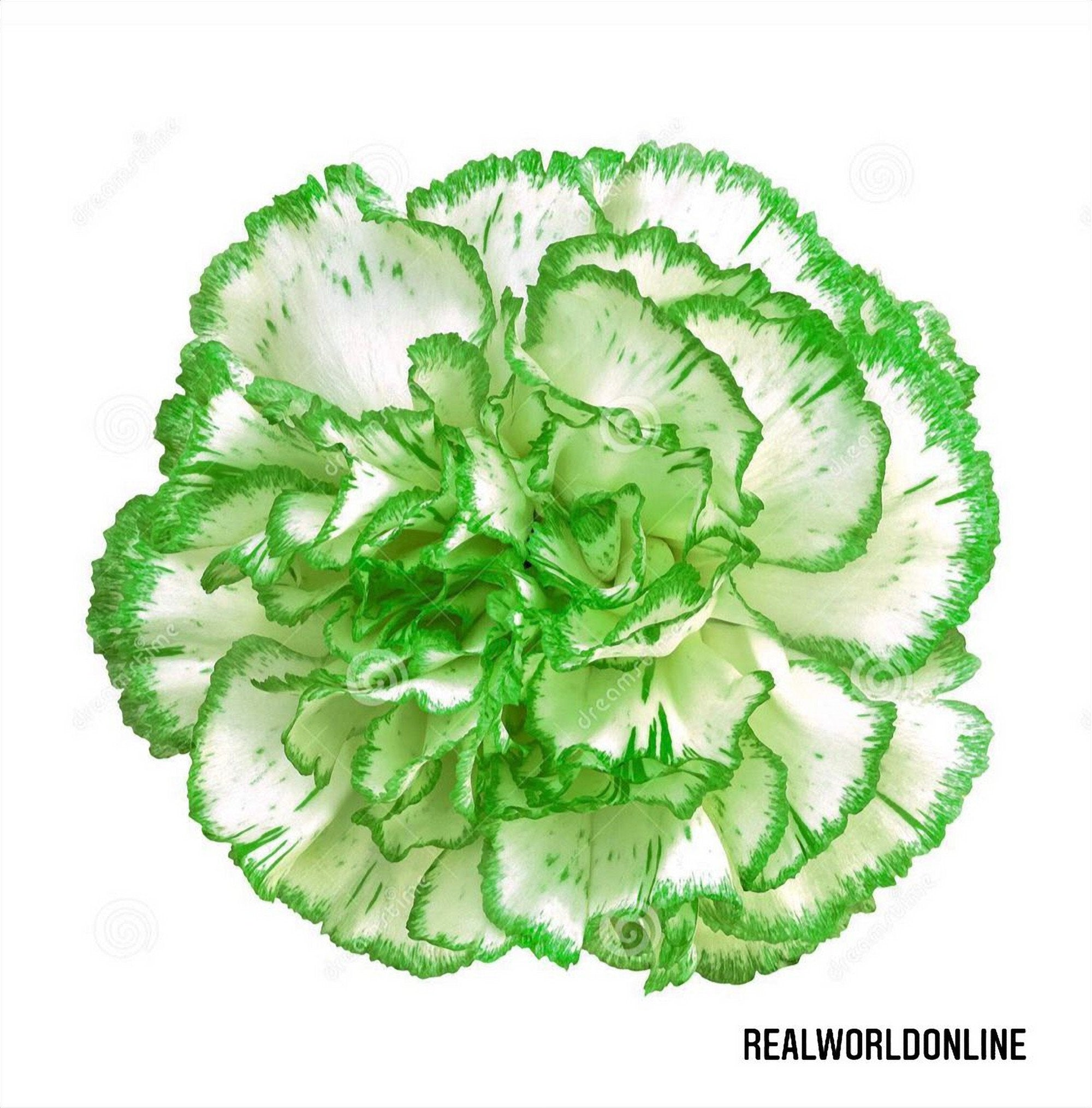 50 SEEDS OF GREEN-WHITE CARNATION - flowers - clove flower - high quality selected seeds - tropical plant top