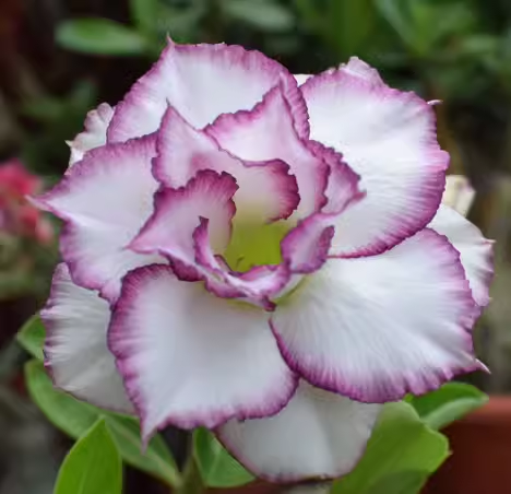 Beautiful Whirlpool - Desert Rose Seeds