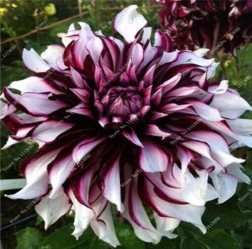 US-Seller Rare Beautiful Perennial Dahlia Flowers Seeds 20PCS(C#)