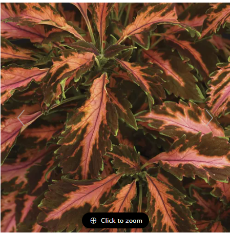 Coral Candy Premium Sun Coleus Seeds