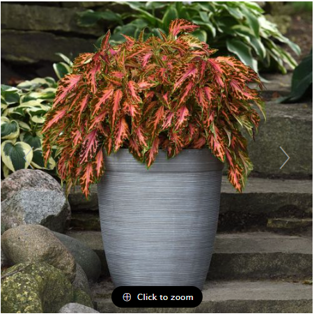 Coral Candy Premium Sun Coleus Seeds
