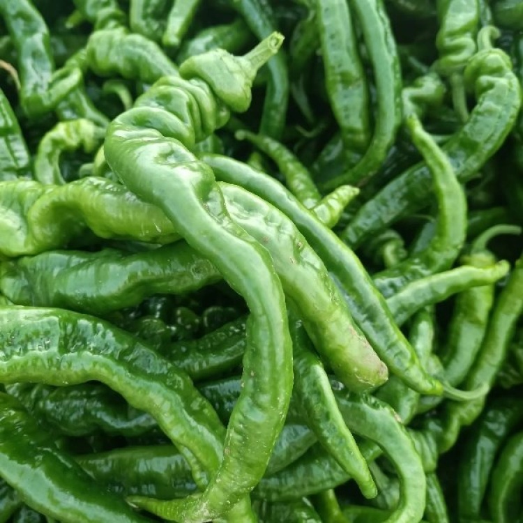 200pcs Spicy Red Hot Chili Pepper Seeds