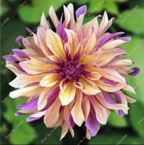 US-Seller Rare Beautiful Perennial Dahlia Flowers Seeds 20PCS(C#)