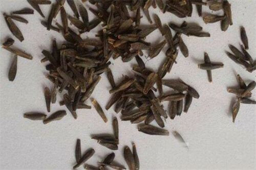 US-Seller Rare Beautiful Perennial Dahlia Flowers Seeds 20PCS(C#)