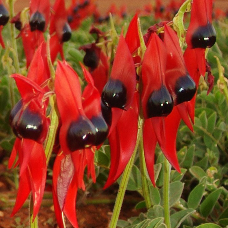 Sturt's Desert Pea Swainsona Formosa Australian Native