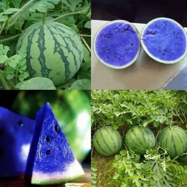 Rare Colorful Sweet🍉Watermelon🍉Seeds Fresh Fruit Healthy Planting Summer