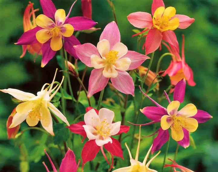McKana Giants Mix Columbine Seeds | AAS Winner Aquilegia Caerulea BiColored Spurs Granny's Bonnet Perennial Flower Seed 2023 Fast Shipping