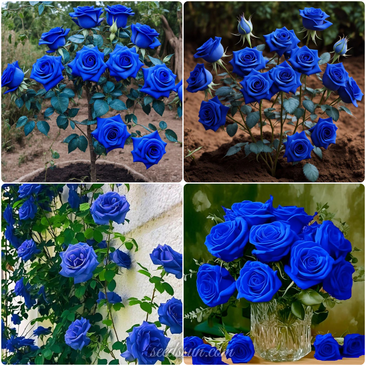 Sorceress Rose Seeds