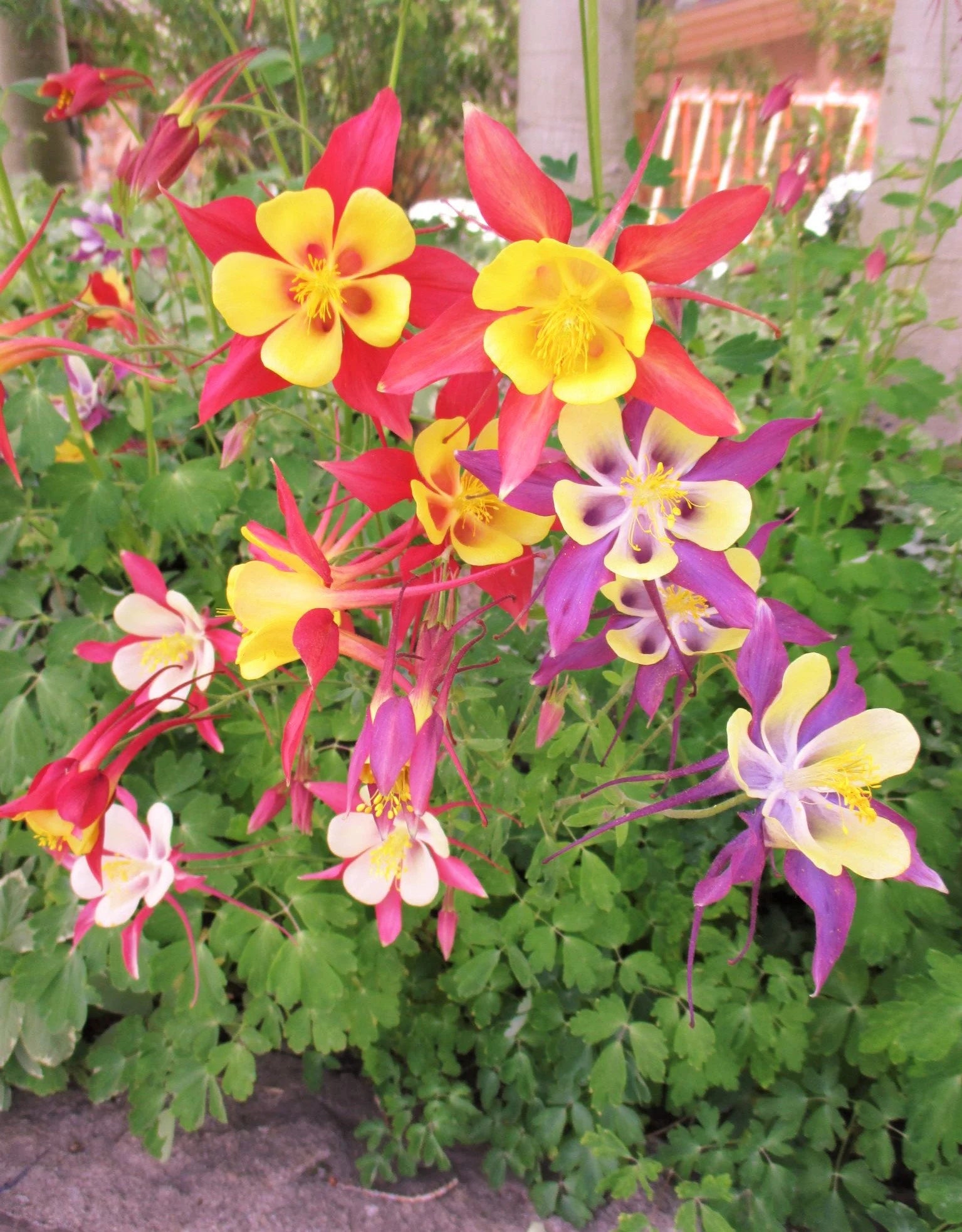 McKana Giants Mix Columbine Seeds | AAS Winner Aquilegia Caerulea BiColored Spurs Granny's Bonnet Perennial Flower Seed 2023 Fast Shipping
