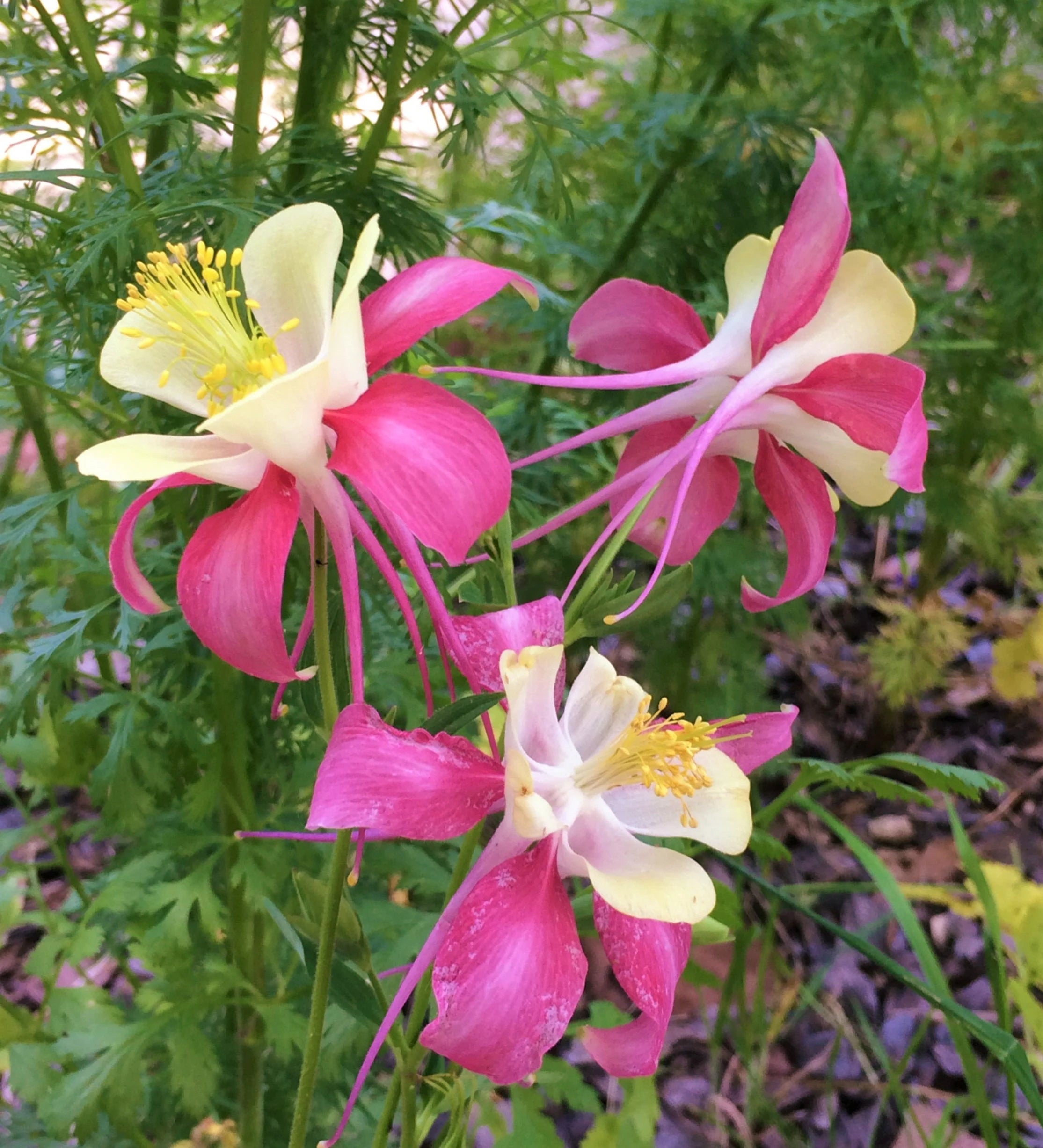McKana Giants Mix Columbine Seeds | AAS Winner Aquilegia Caerulea BiColored Spurs Granny's Bonnet Perennial Flower Seed 2023 Fast Shipping