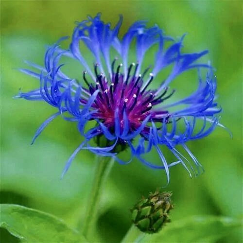 Bee Balm Seeds ~ Monarda Blue ~ Grow Your Own ~ Spring ~ Flowers