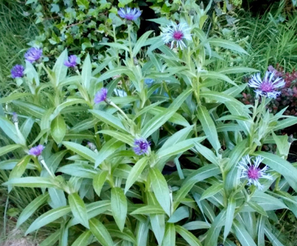 Bee Balm Seeds ~ Monarda Blue ~ Grow Your Own ~ Spring ~ Flowers