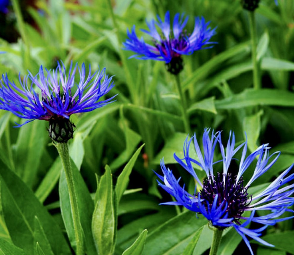 Bee Balm Seeds ~ Monarda Blue ~ Grow Your Own ~ Spring ~ Flowers