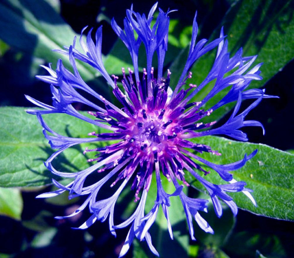 Bee Balm Seeds ~ Monarda Blue ~ Grow Your Own ~ Spring ~ Flowers