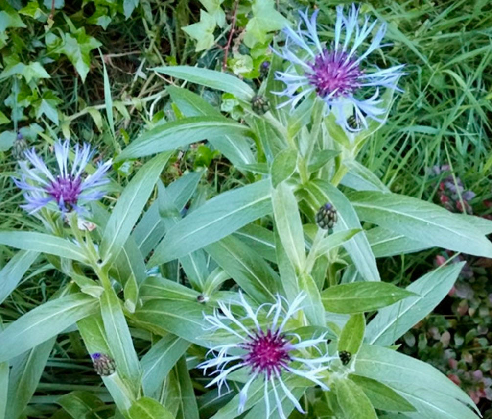 Bee Balm Seeds ~ Monarda Blue ~ Grow Your Own ~ Spring ~ Flowers