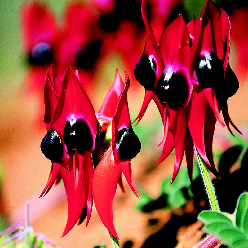 Sturt's Desert Pea Swainsona Formosa Australian Native