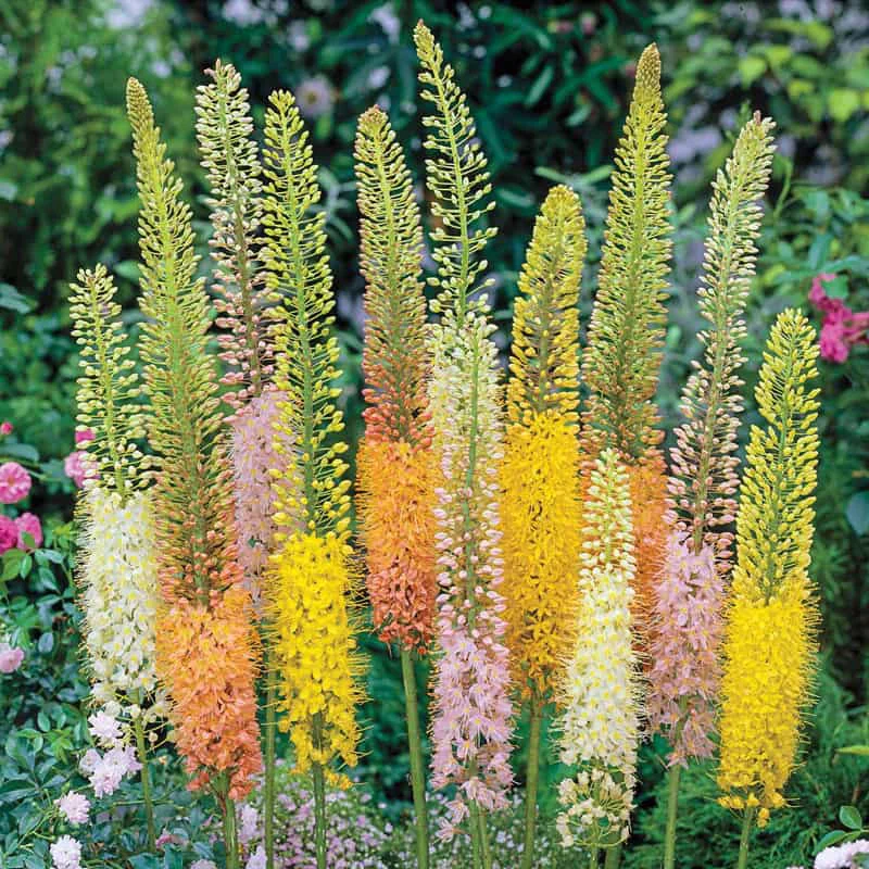 Foxtail Lily Colorful Mix ‘Erfo’ Seeds