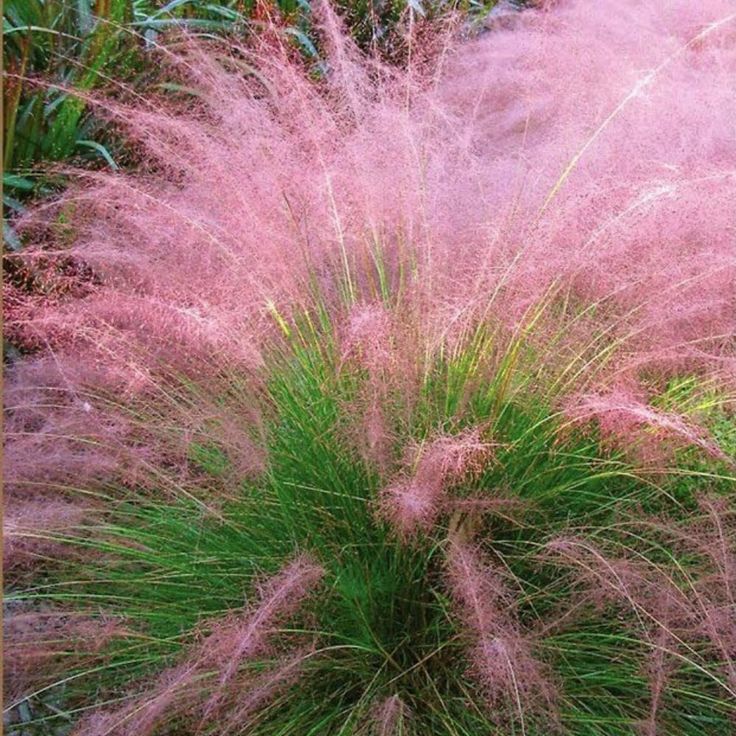 Pink Muhly Grass Seeds