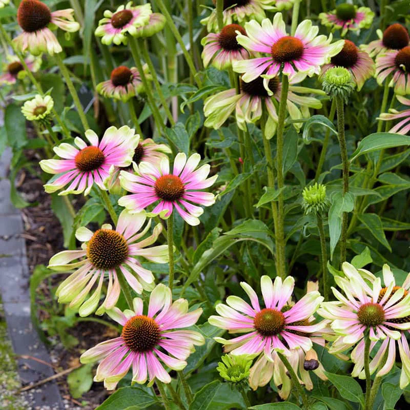 Green Twister Coneflower Seeds