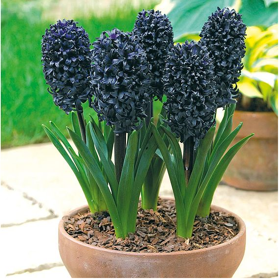 Hyacinth Seeds - Dark Dimension