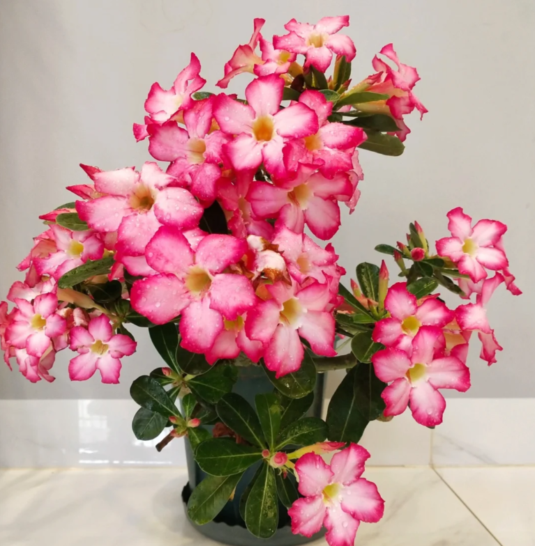 Pink Lady - Desert Rose Seeds