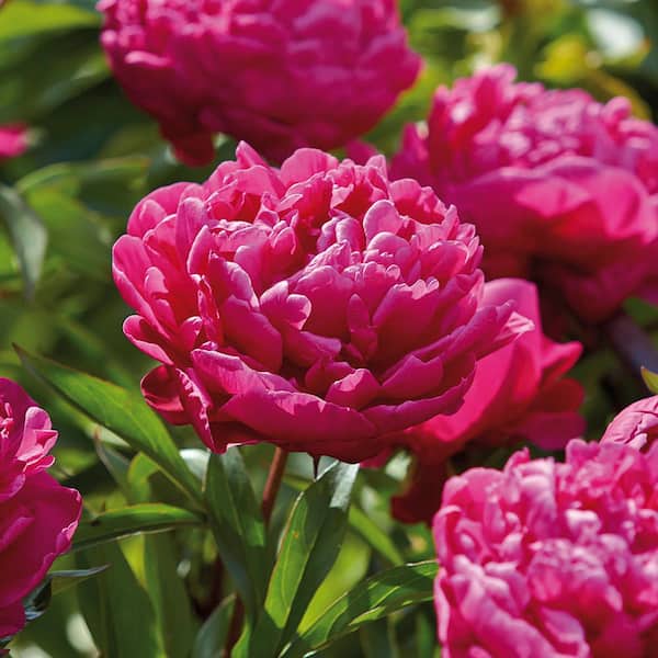 Peonies Double Collection