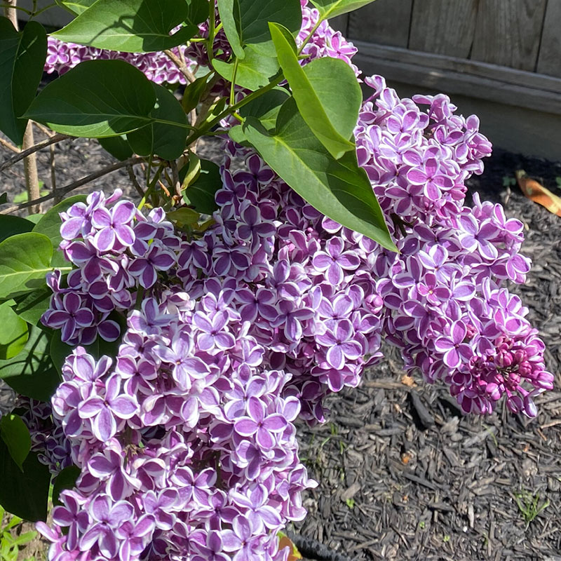 Natural Fragrance-Lilac Seeds
