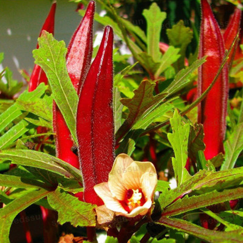 Lady Finger/ Okra Seed