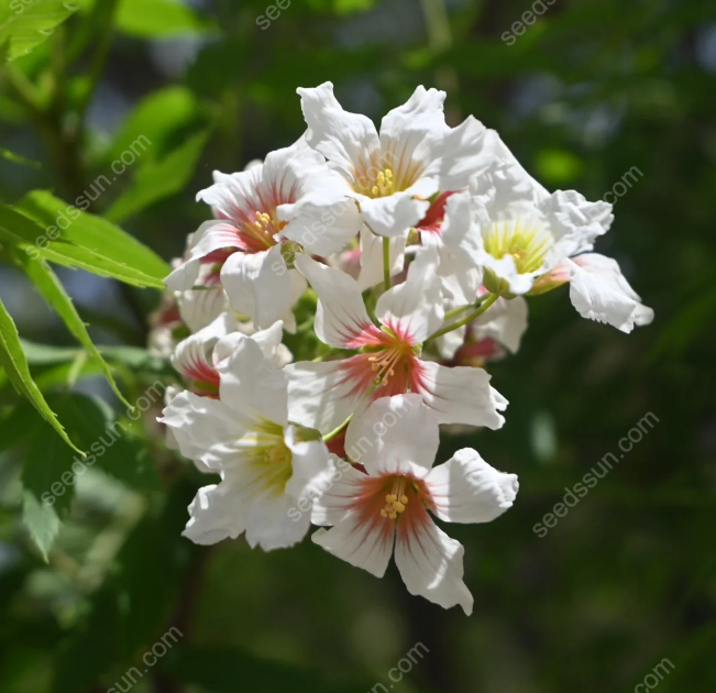 Xanthoceras Sorbifolium Bunge Seeds